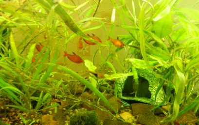 Comment lutter contre les algues dans son aquarium