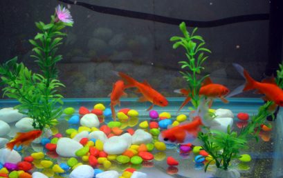 Quelle plante aquatique pour poisson rouge ?