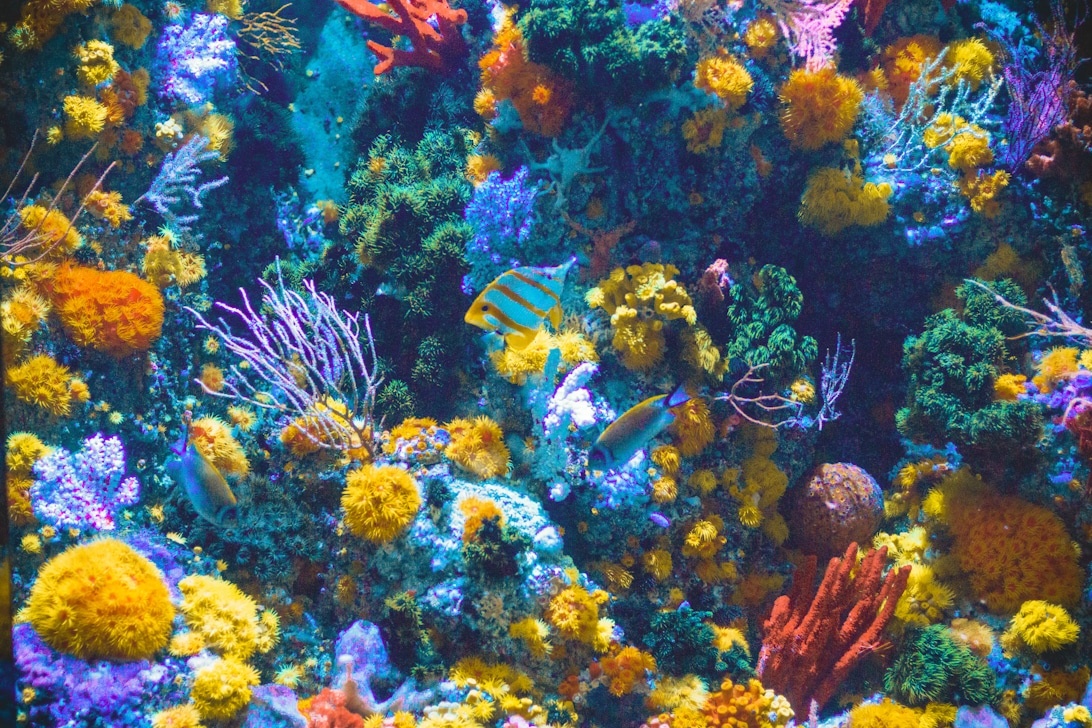 Les coraux en aquarium : guide complet pour débutants