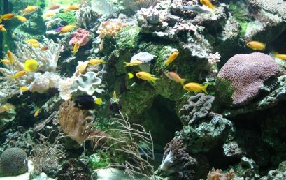 Les aquariums communautaires