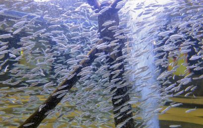 Comprendre la reproduction des poissons en aquariophilie