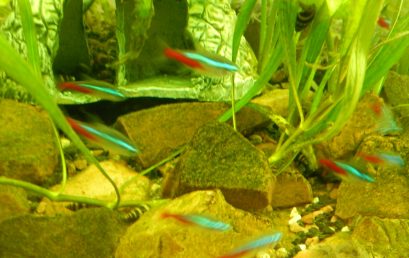 Quels poissons pour un aquarium ?