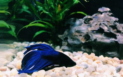 C&rsquo;est quoi un aquarium biotope?
