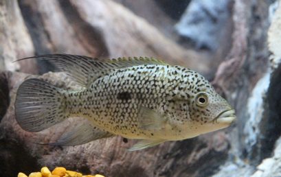 Aquarium : mieux comprendre la vie marine