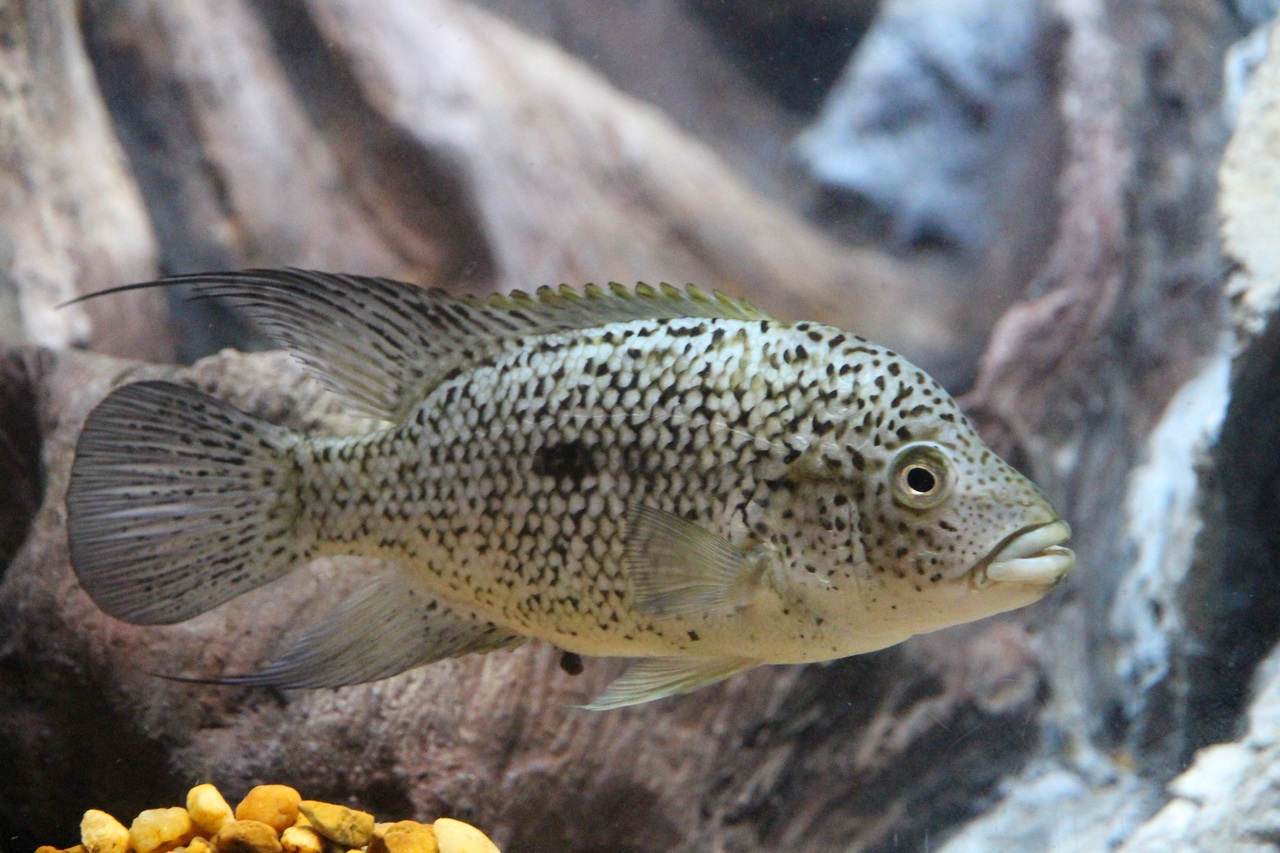 Aquarium : mieux comprendre la vie marine