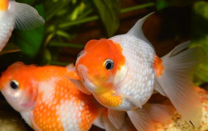 Aquarium eau douce