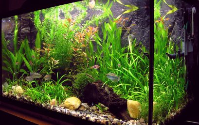 Zoom sur les plantes d&rsquo;aquarium