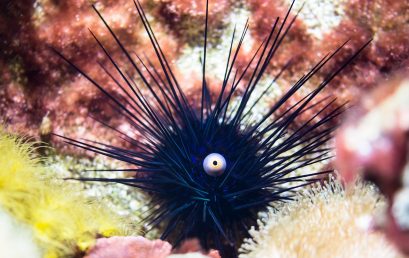 Les poissons herbivores : que faut-il savoir à ce propos ?