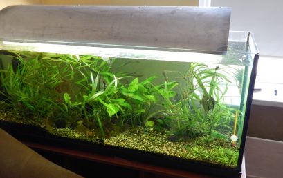 Comment entretenir un aquarium?