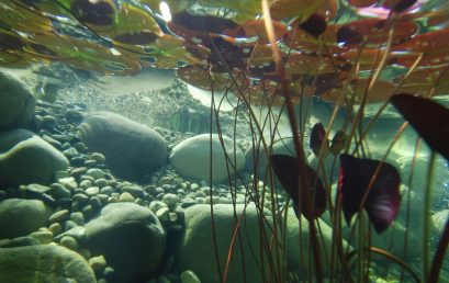 L’intérêt de la photosynthèse et des plantes dans la vie marine