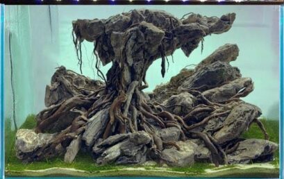 Pierres et racines en aquascaping : comment tester et sécuriser son hardscape