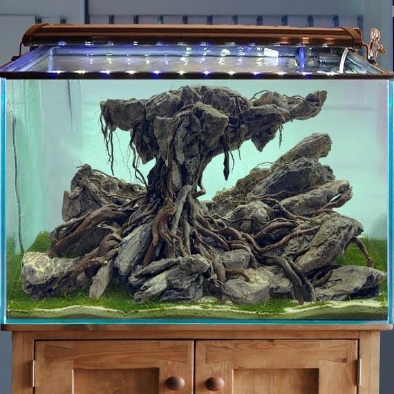 Aquarium d’aquascaping avec roches et racines immergées