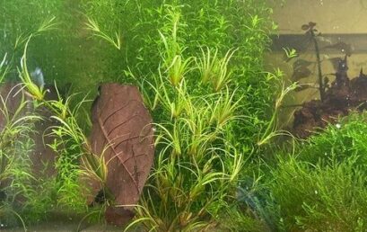 Escargots et crevettes : alliés méconnus ou menace pour l&rsquo;équilibre de l&rsquo;aquarium ?