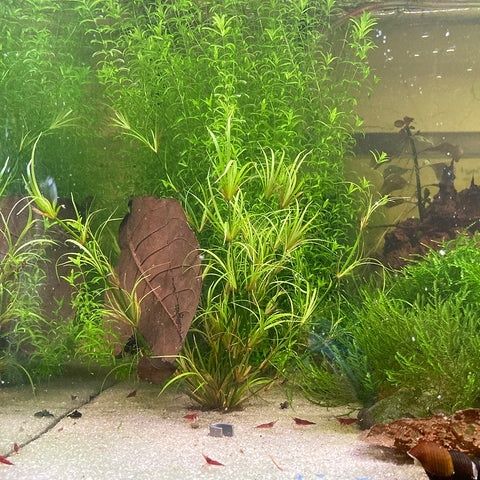 Aquarium planté avec de petites crevettes rouges sur le sable