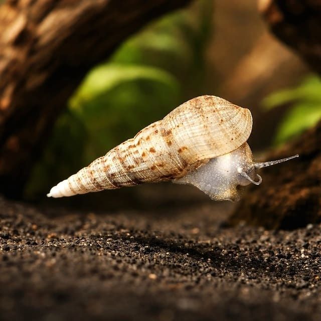 Escargot conique avançant sur le substrat d