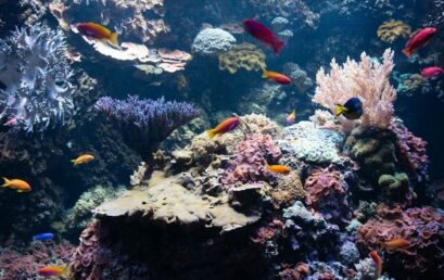 pH, GH et KH : maîtriser le trio fondamental de l&rsquo;eau en aquarium