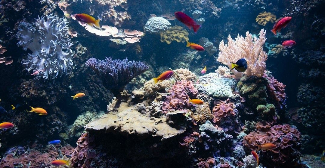 Récif corallien coloré peuplé de poissons dans un aquarium marin