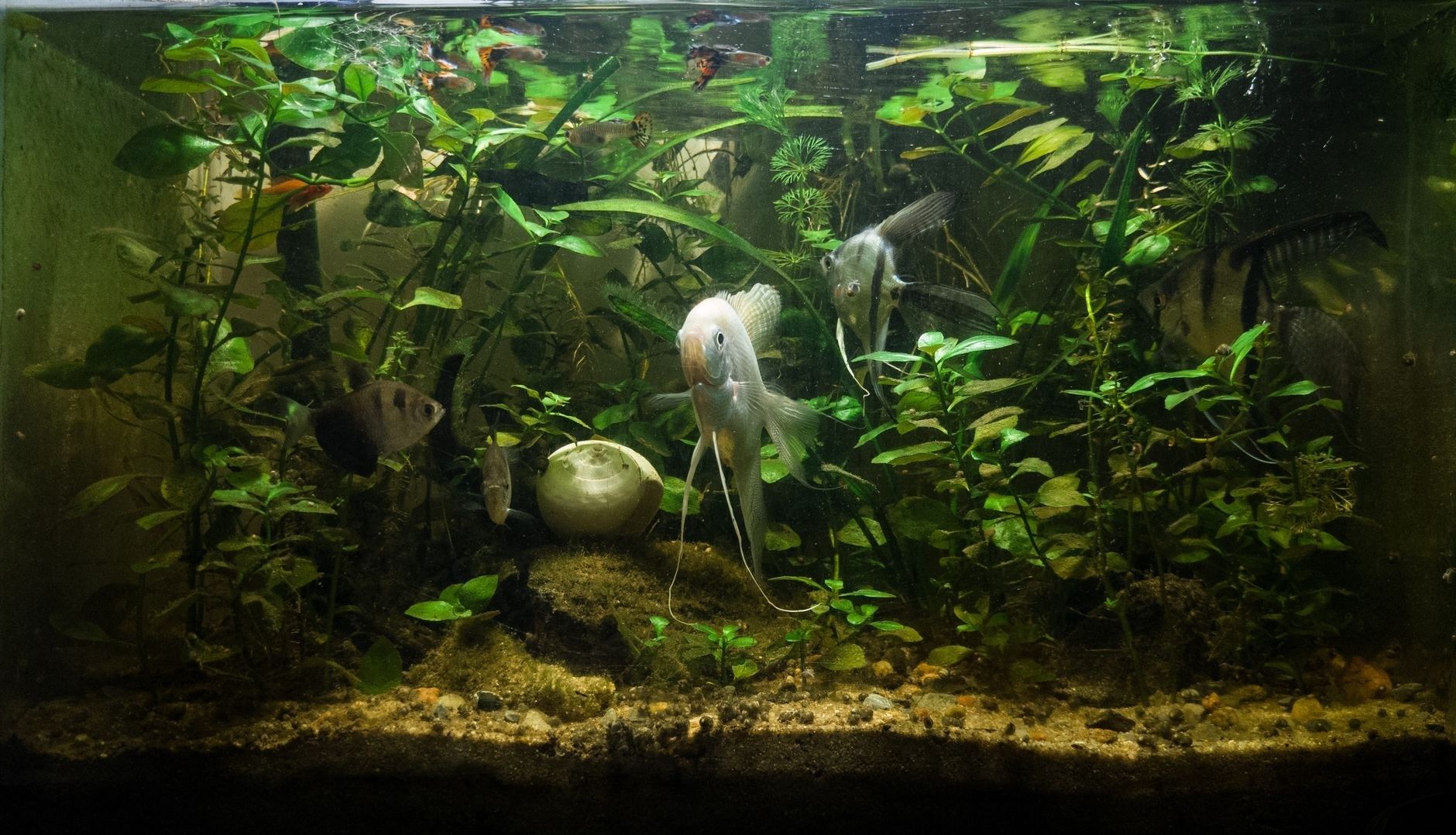 Aquarium planté peuplé de poissons tropicaux, vu à travers la vitre